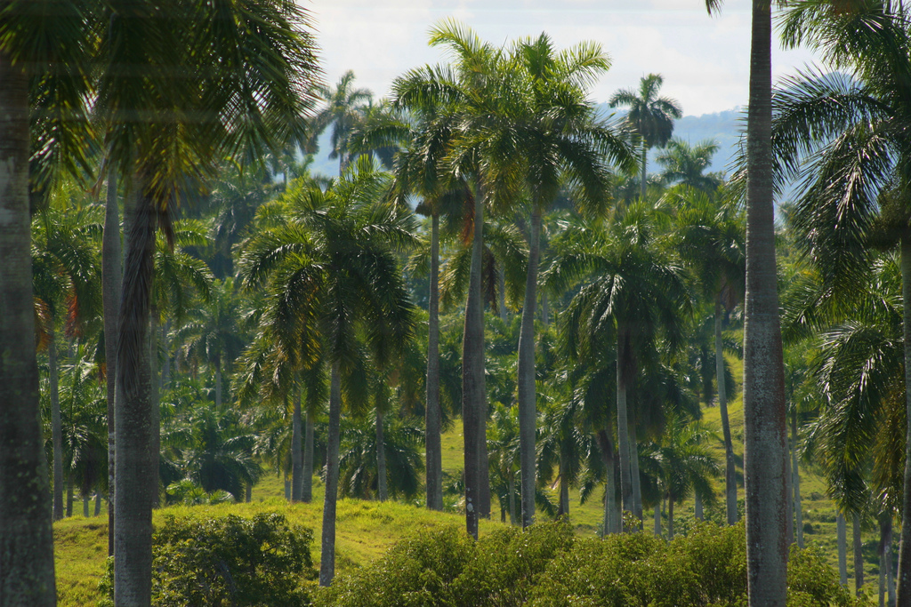 Palmy Królewskie - Kuba